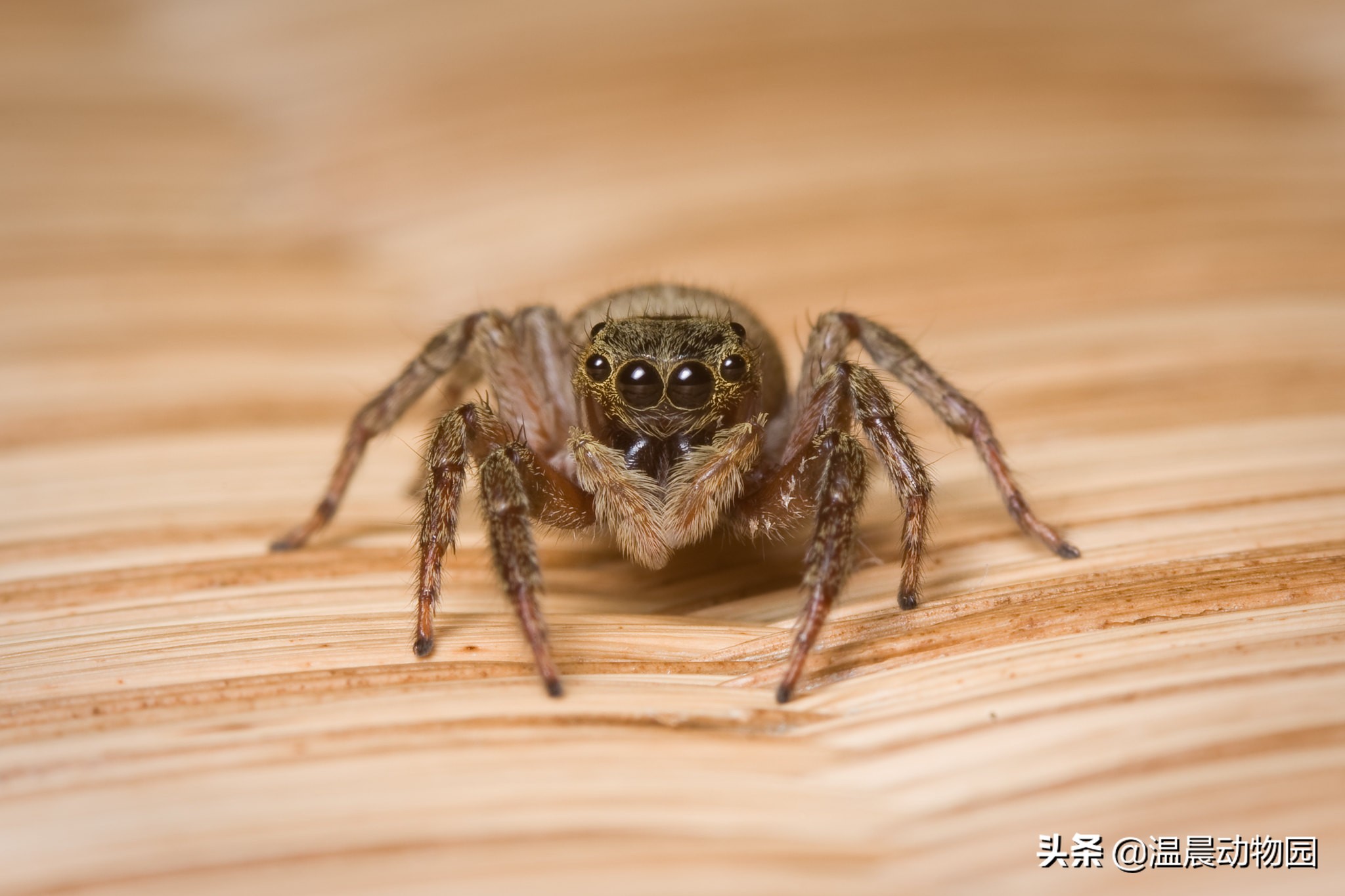 辟谣:跳蛛的饲养方法跟捕鸟蛛一样?不,跳蛛通常更适合新手饲养