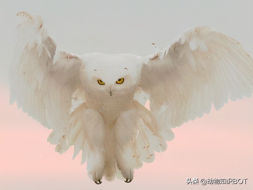 雪鸮呆萌图片,短耳雪鸮