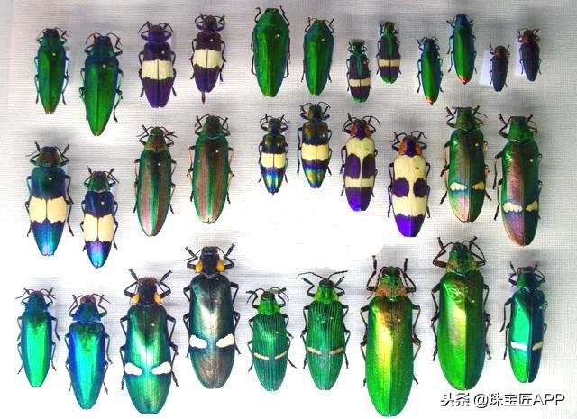 昆虫做的珠宝首饰,用昆虫做的艺术品