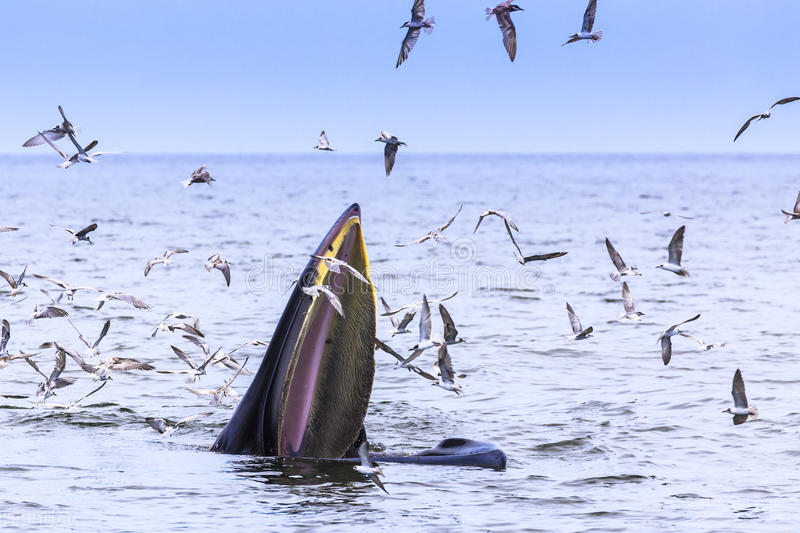 南极磷虾约10亿吨数量惊人的原因,南极磷虾数量减少最主要原因