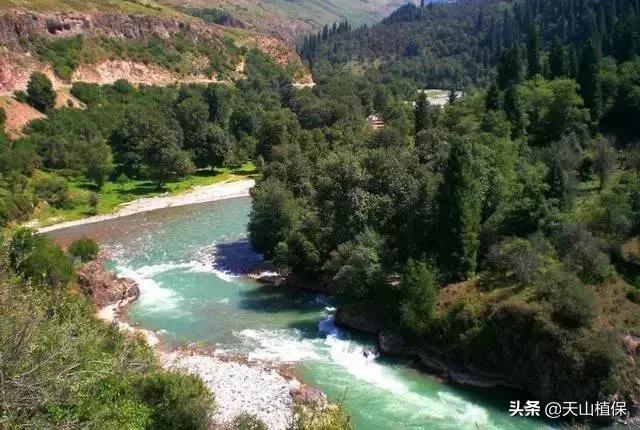 伊犁可克达拉草原,伊犁草原之旅