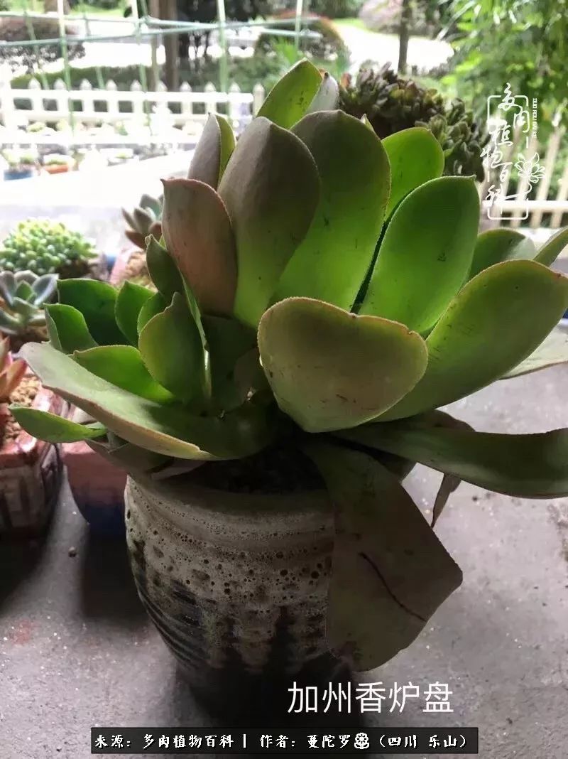 转角遇见多肉,遇见多肉治愈自己