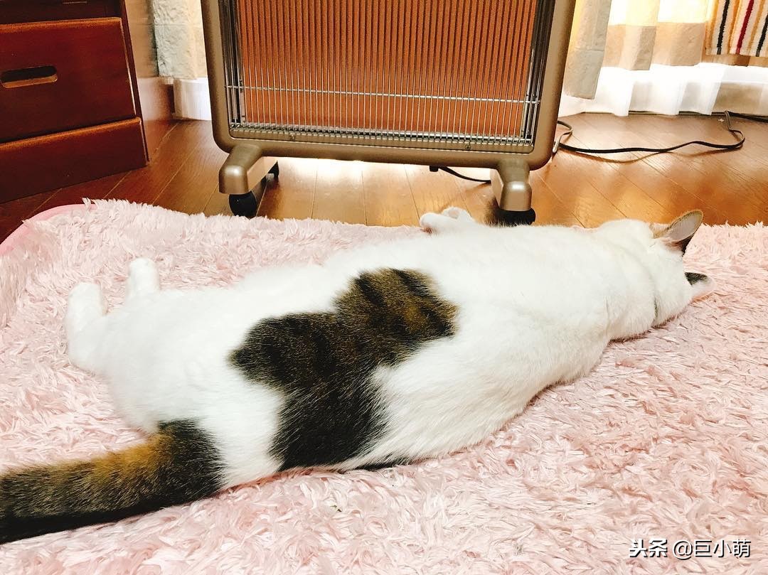 猫咪很冷如何给猫咪正确取暖,猫怕热还是怕冷怎样养猫好