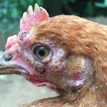 鸡痘的最好预防方法,鸡痘怎么预防最好方法