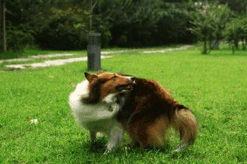 向往的生活锅碗瓢盆分别被谁养,向往的生活锅碗瓢盆4只狗