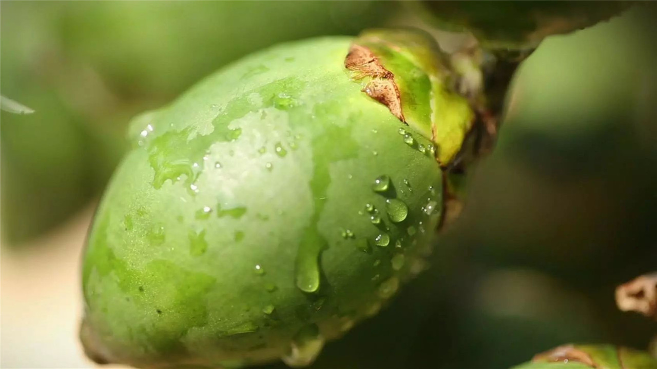 槟榔属于软性毒品吗,槟榔的危机有多大