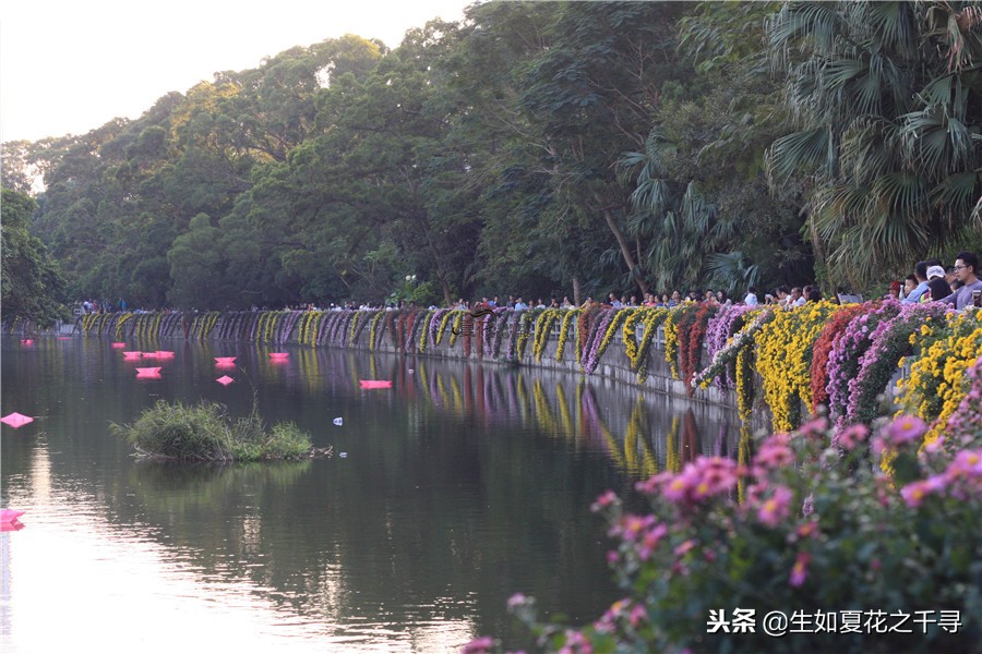 东湖公园菊花展今天还有开放吗,深圳东湖公园菊花展图片