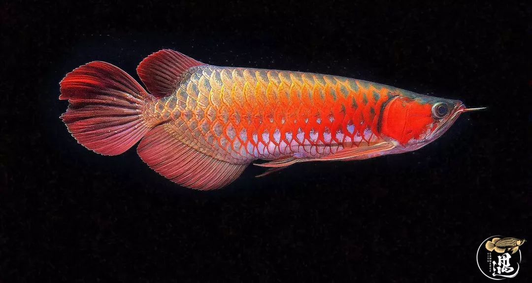 龙鱼发色用太阳好还是灯好,龙鱼发色灯和增艳灯区别