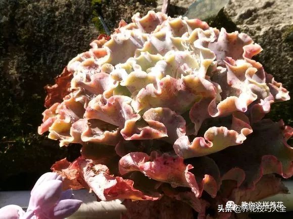 君子兰小白虫用什么家庭药处理,养了20多年的君子兰烂心了