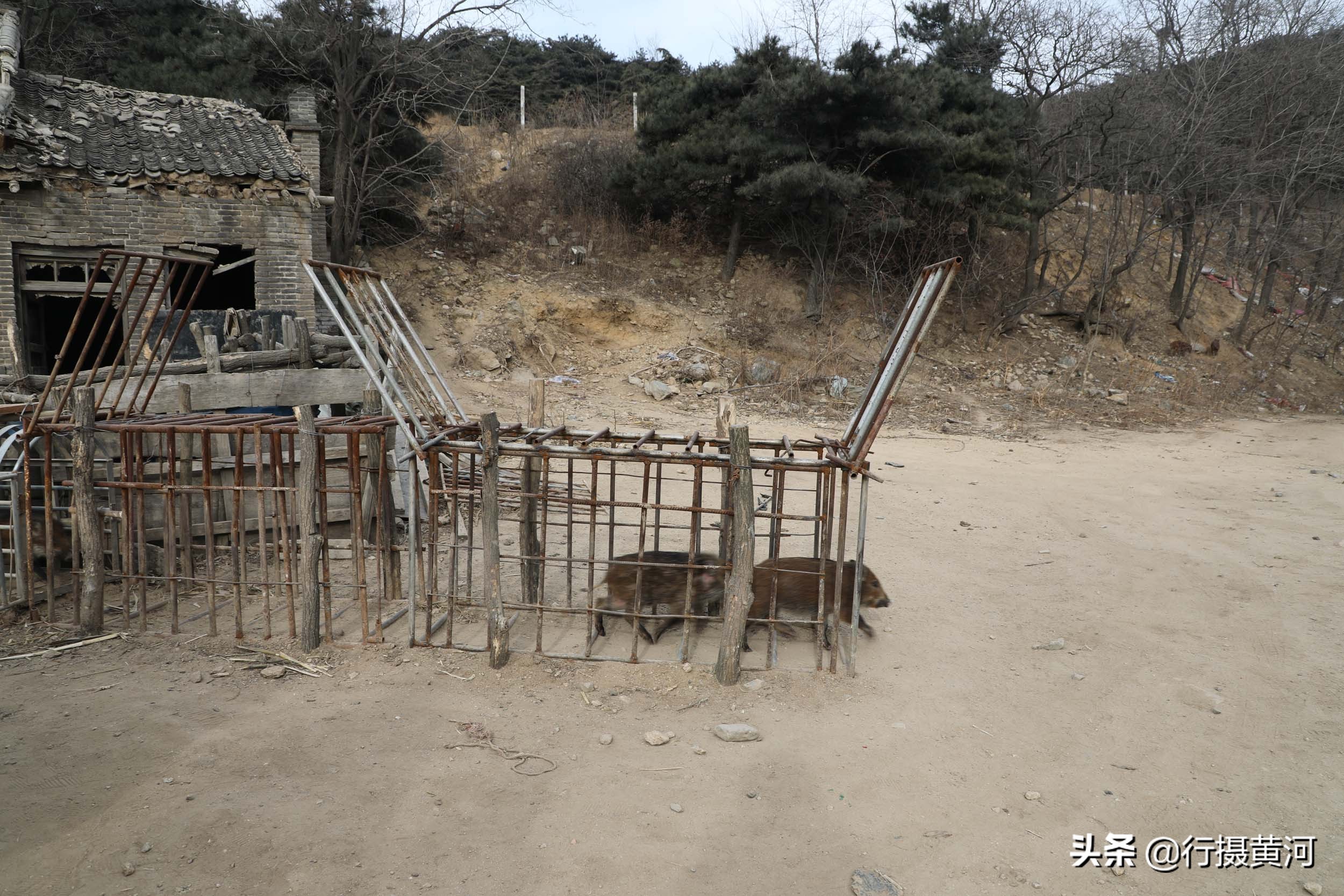 90后夫妻山中搞养殖飞鸡,6旬夫妻深山养牛