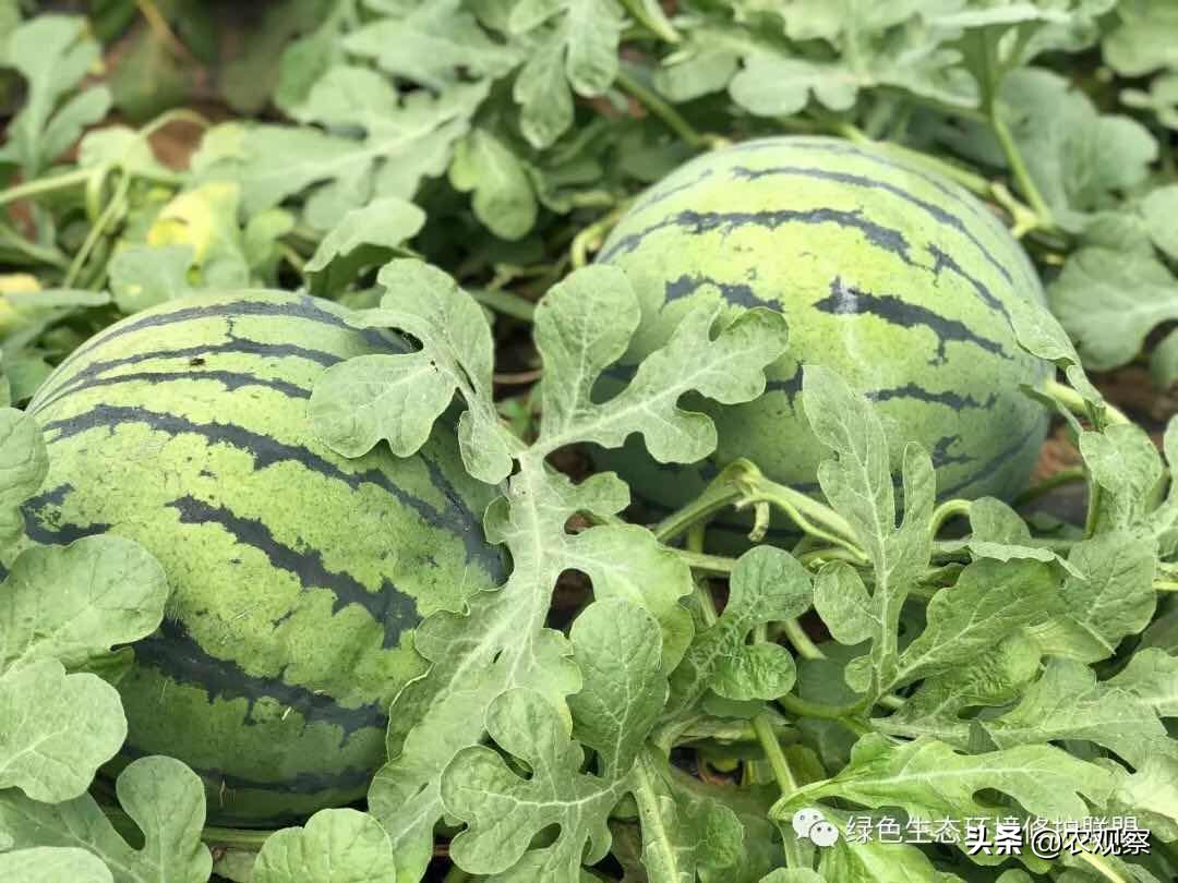 硝基控释肥价格,微生物肥料行业前景分析