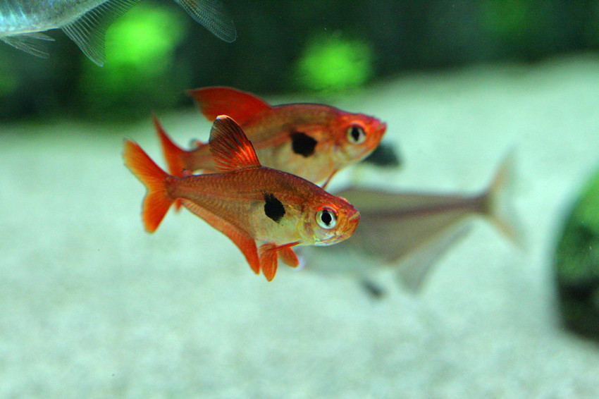 草缸灯鱼专用灯,草缸专用灯防太阳