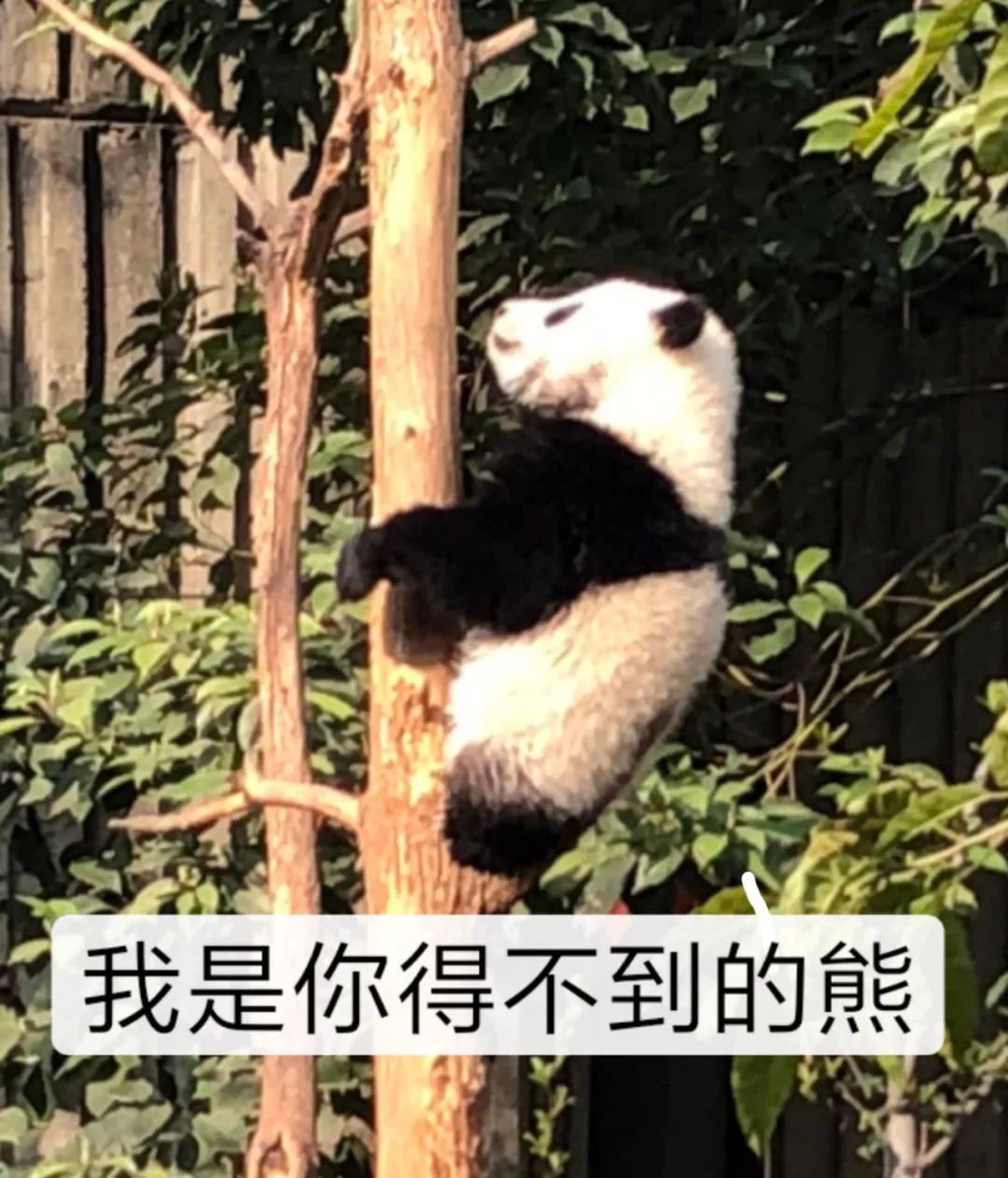 那些年舍友养过的奇葩宠物,你们身边的人都养什么奇怪的宠物