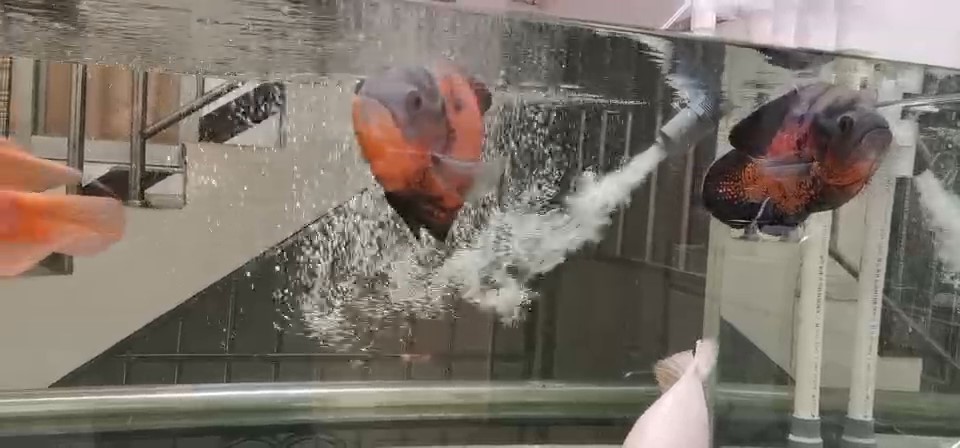 养金鱼放什么药最好,养金鱼如何让水变温