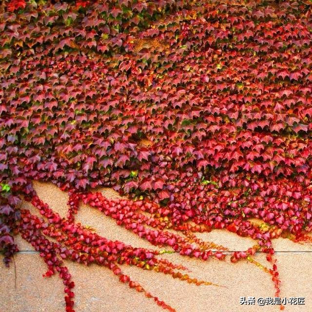 适合阳台种植的爬藤植物都有哪些,家庭阳台种什么爬藤植物比较好