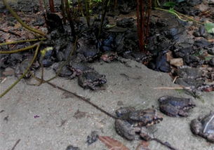 最新人工养殖消息,人工养殖最新消息今天