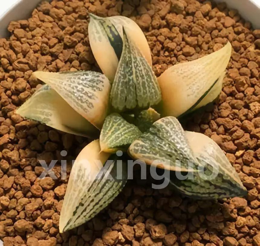 郭氏---台湾行之李瑞斌大棚及布楚礼多肉植物园游记