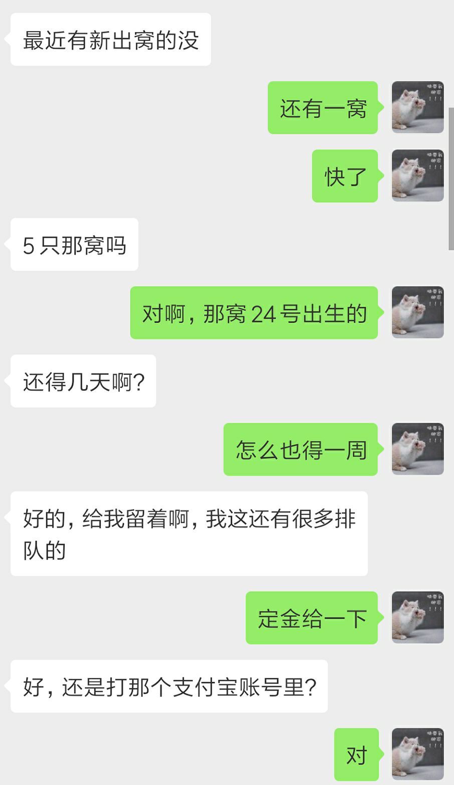 宠物猫行业前景如何,为什么宠物行业利润大
