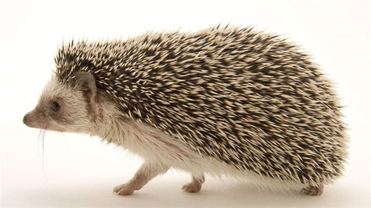 非洲迷你刺猬眼睛疾病,刺猬的症状