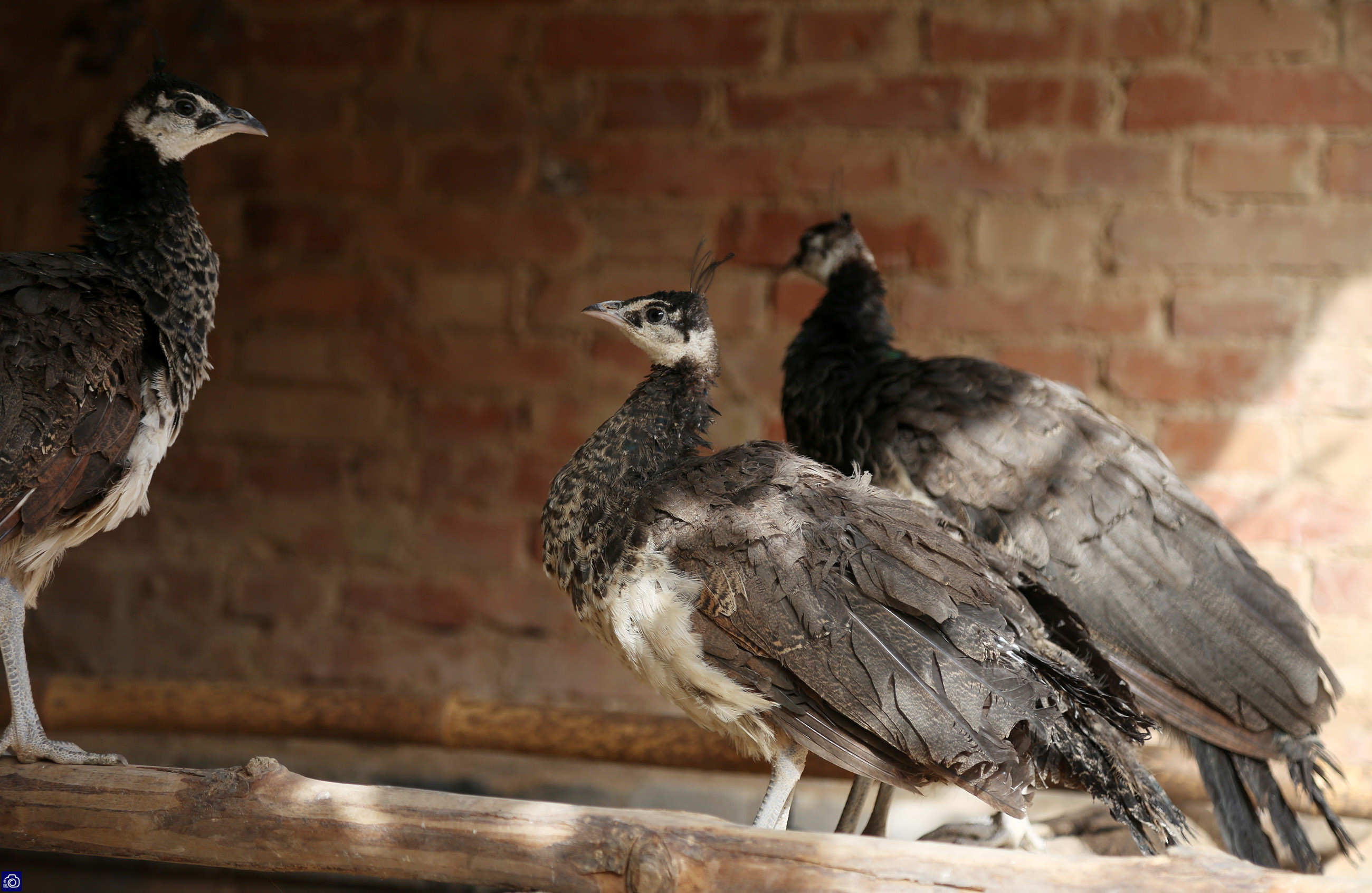 在家里养了差不多十几只孔雀,养孔雀150只