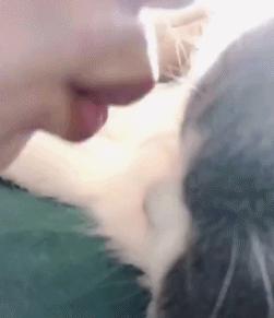 春天里，猫咪需要“三防一管”