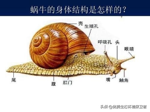 蜗牛是从哪个部位下蛋的,蜗牛竟然是蛋孵出来的你们知道吗