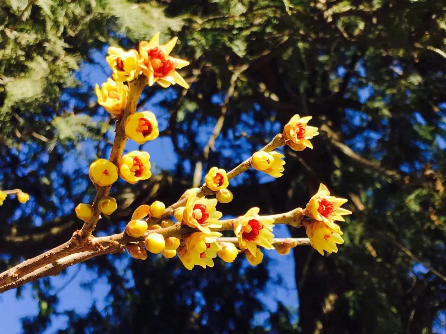 兰花最美的季节是冬季,北方冬季赏兰花