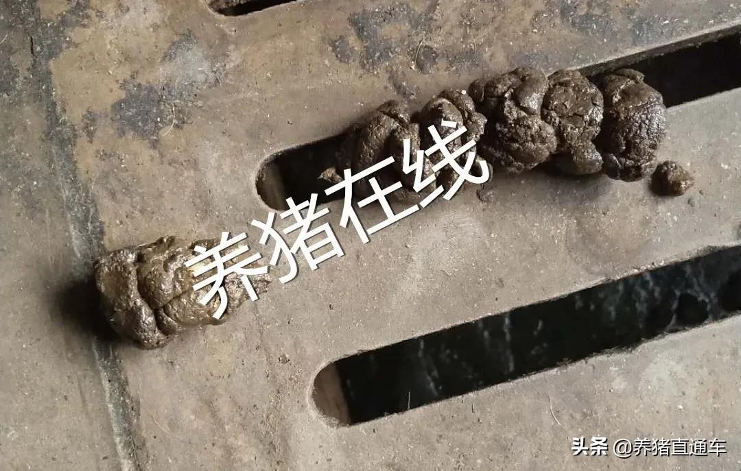 母猪产后无乳怎么办免费教你一招,母猪产后无乳或泌乳不足五妙招