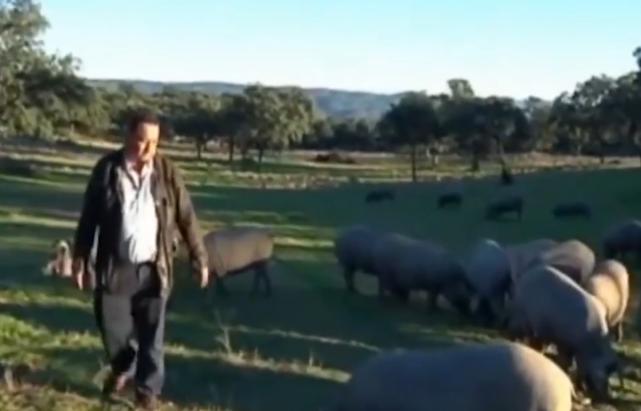 号称世界“最贵”火腿，一根3万每年限量售80根，有钱也很难买到