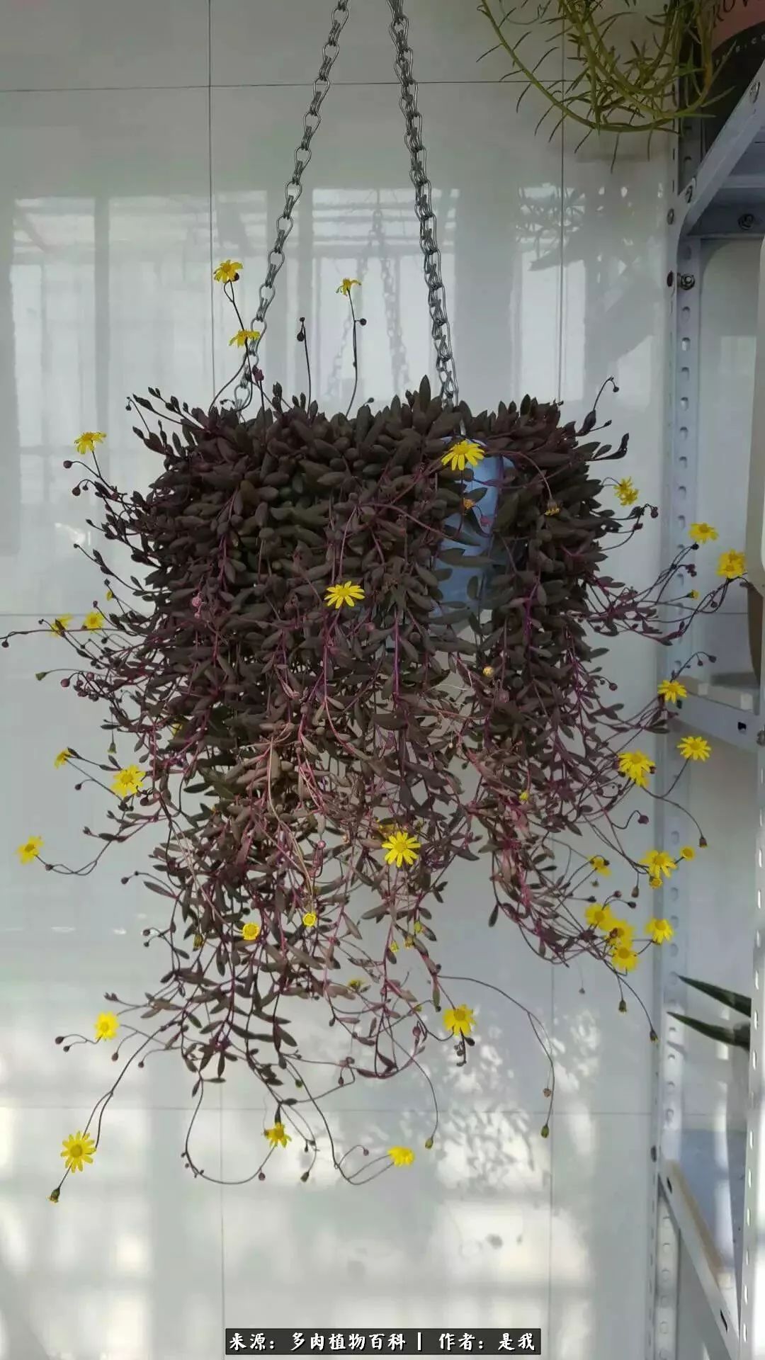 偶遇多肉的感言,偶遇山中多肉