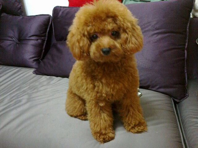 泰迪犬好养吗会不会咬人,泰迪犬好