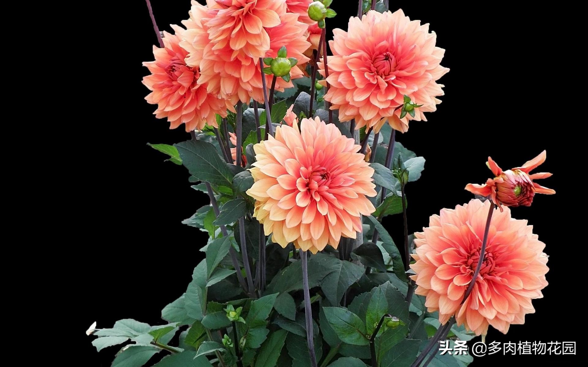 记住“四喜四怕”,养好大丽花