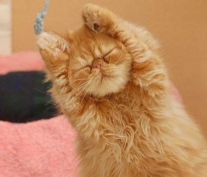 自制猫饭不重样,自制猫饭很难吗