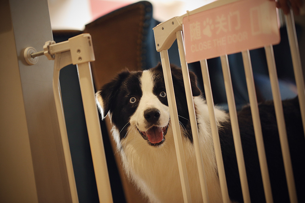 每天都把狗关在笼子里,狗狗都养笼子里面吗