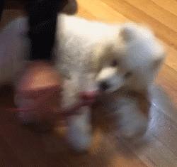 别再说笼养狗狗不好了,小恶魔萨摩耶