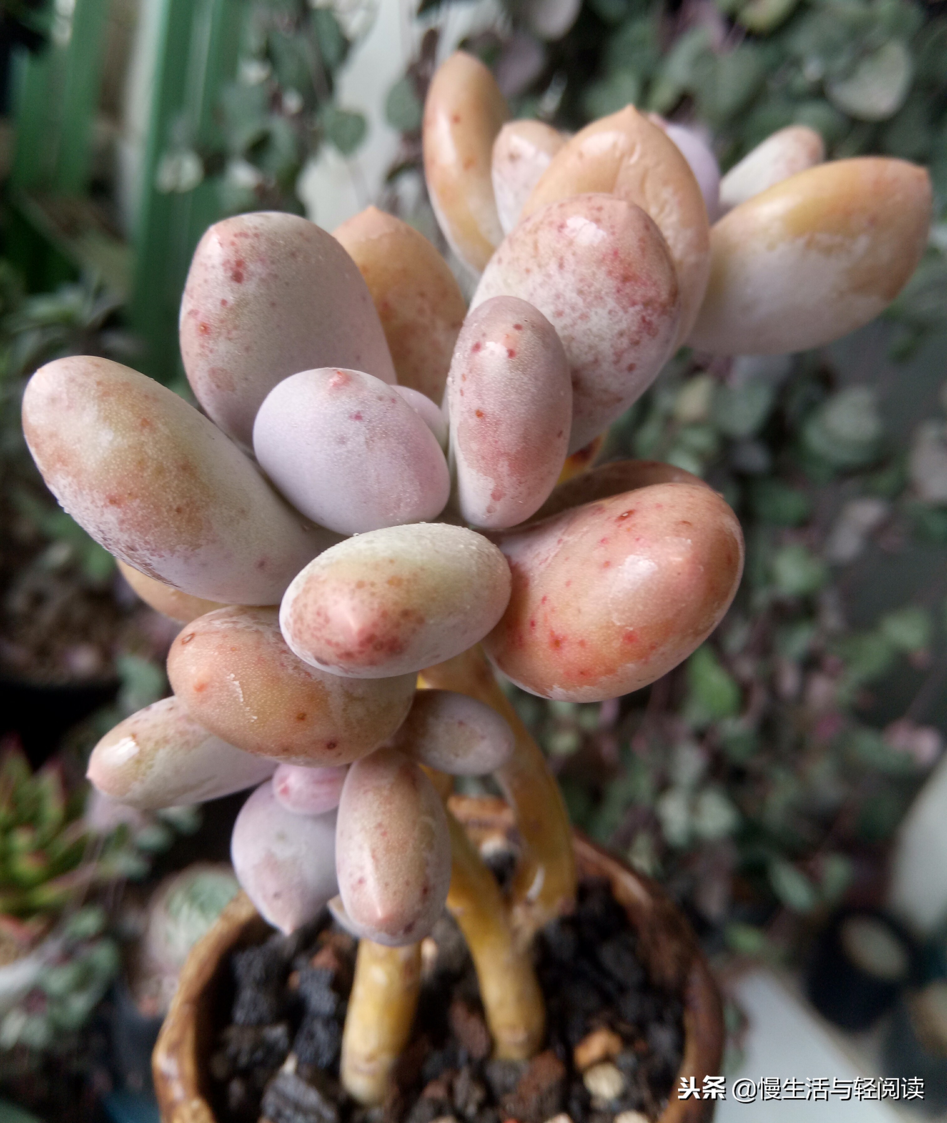 慢生活轻小说免费阅读,慢生活轻小说