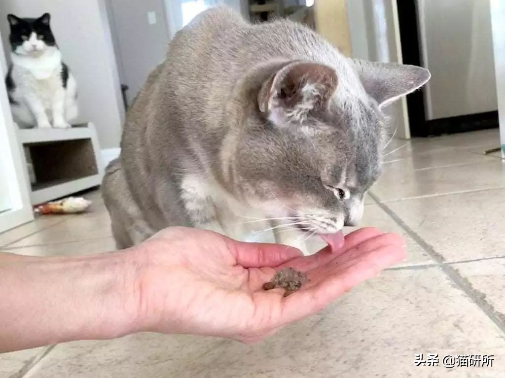 猫咪生病不进食怎么补充营养,猫咪生病后没有食欲怎么办