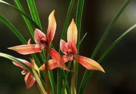 种植兰花叶片有虫怎么办,兰花生病防治小妙招