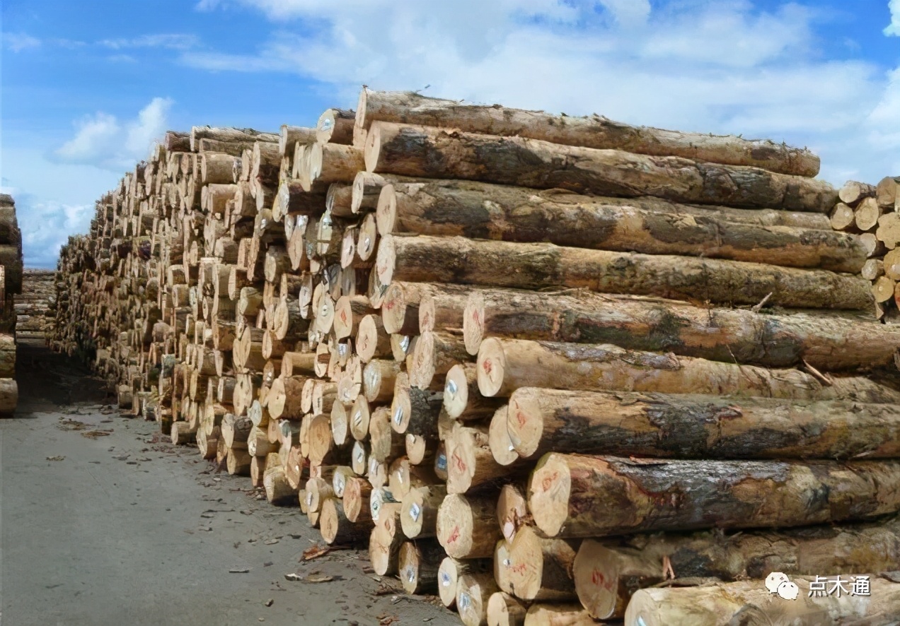 香樟树木材价格每吨多少钱,价格最贵木材排行榜前十名
