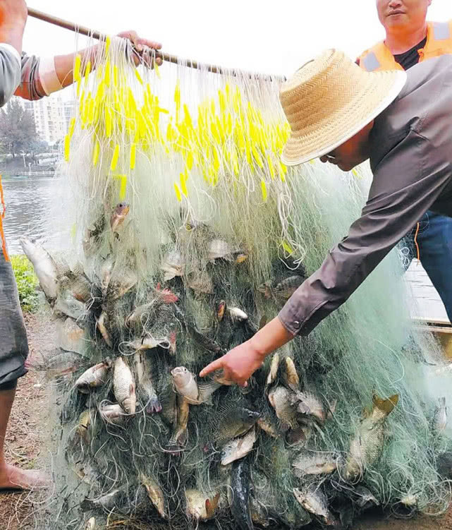 美国叉尾鮰繁殖快吗,叉尾鮰怎么路亚