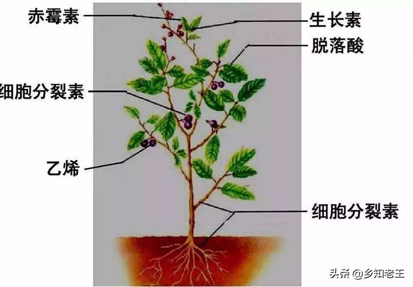 植物激素药害一般持续多久,植物肥害药害怎么解决