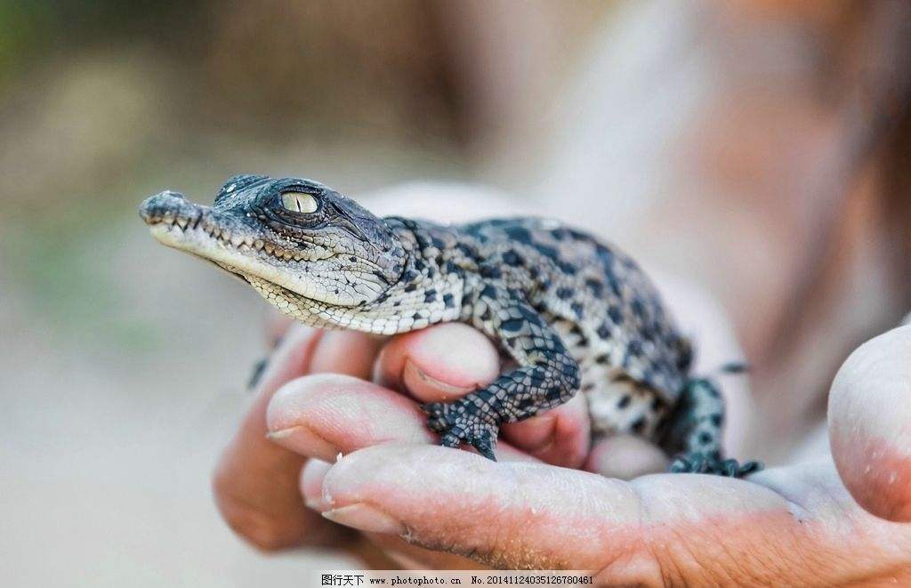 在家养小鳄鱼视频,在家里养小鳄鱼要养什么品种