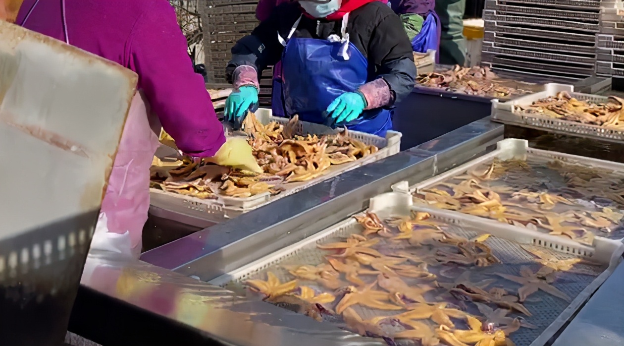 一口吞万斤，海星“天敌”来了！外地收购商跨省来青追“星”，海星捕捞量明显减少