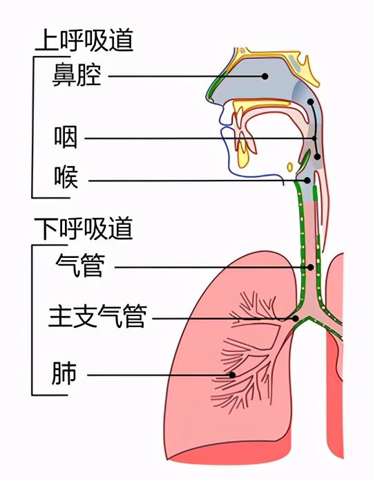 呼吸过程是怎么样的?今天带你搭乘氧气客车,一起去“肺里”逛逛