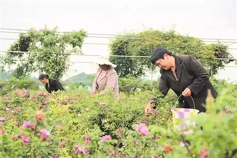 2019三农发展新闻报道,2019年三农新闻视频