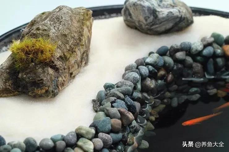 什么金鱼好养又好看,养哪种金鱼又好看又好养