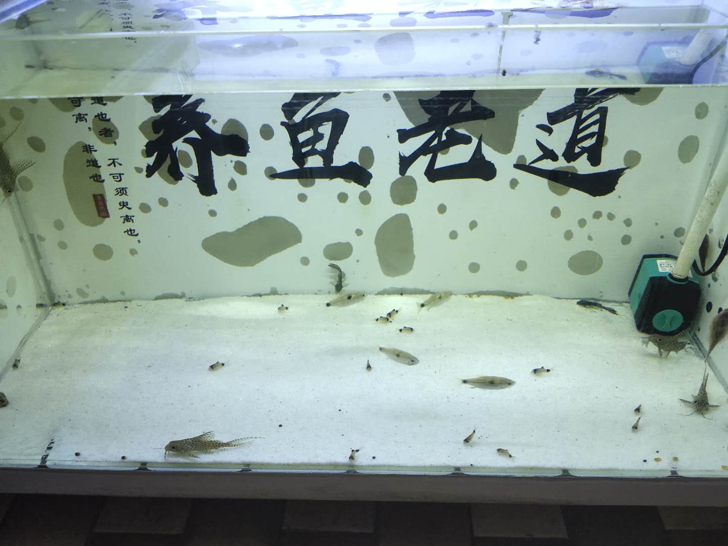 观赏鱼讲解新鱼如何入缸,新入缸的观赏鱼怎么看好坏