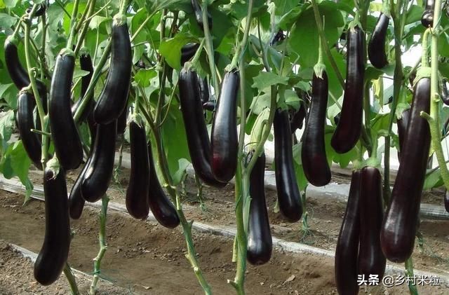 茄子产量少怎么补救,茄子长的品质不好的原因是什么