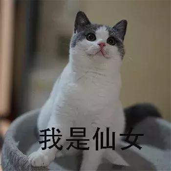 新手养猫养美短还是英短好,养猫手册如何养好一只英短蓝猫