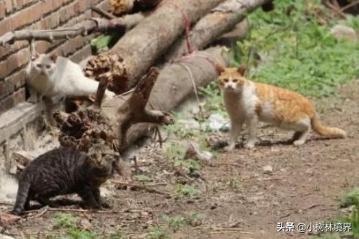 猪来穷狗来富猫来盖白布有依据吗,民间讲的狗来穷猫来富猪来是什么